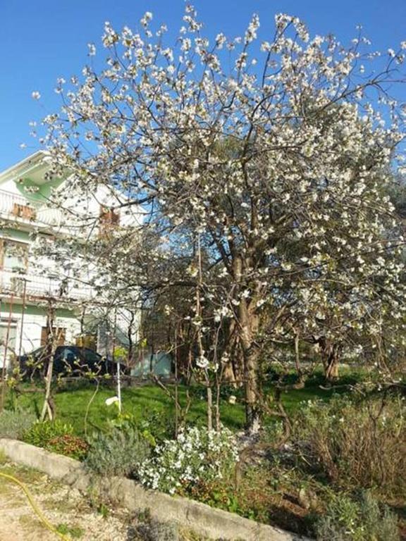 Tereza Apartment Bibinje